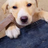 Cucciola futura taglia media