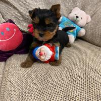 Yorkshire cuccioli con pedigree Enci