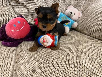 Yorkshire cuccioli con pedigree Enci