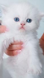 gattino persiano 