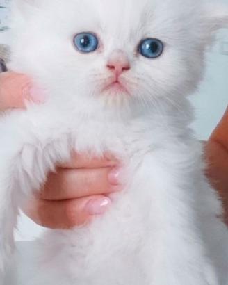 gattino persiano 