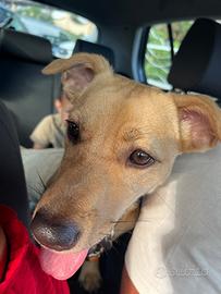 Cucciolo 9 mesi