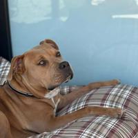 Meraviglioso american stafford shire da adottare