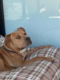 Meraviglioso american stafford shire da adottare