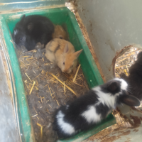 Coniglietti nani blocco