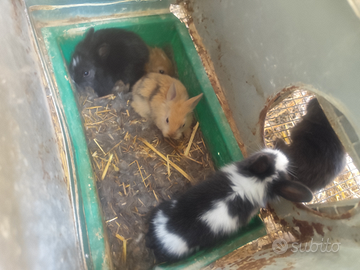 Coniglietti nani blocco