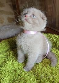 Scottish Fold e straight