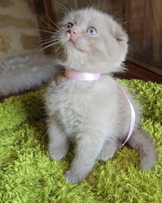 Scottish Fold e straight