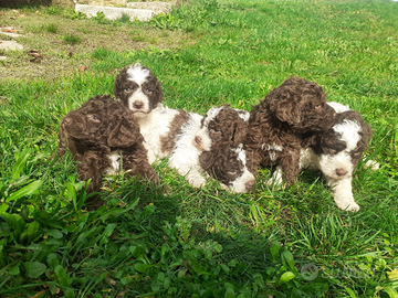 Lagotto Romagnolo