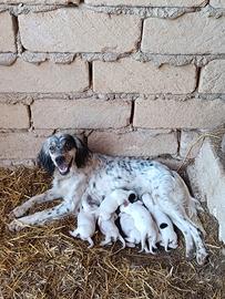 Setter inglese