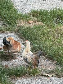 Galline