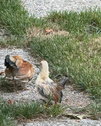 Galline