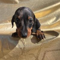 Cucciolo di Bassotto arlecchino silver
