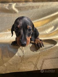 Cucciolo di Bassotto arlecchino silver