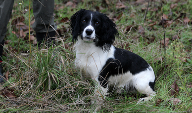 Springer Spaniel da caccia