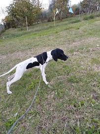 Pointer