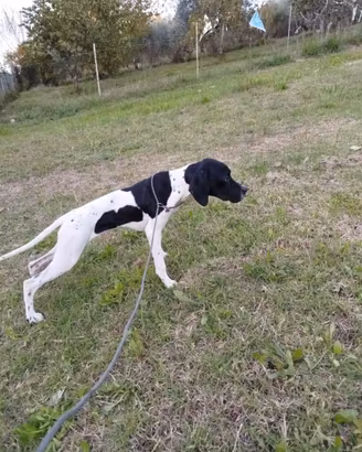 Pointer