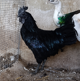Ayam cemani