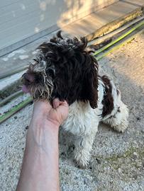 Cane da tartufo