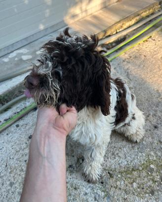 Cane da tartufo