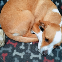 Cagnolino simpaticissimo