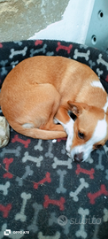 Cagnolino simpaticissimo