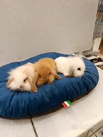 Conigli nani ariete mini lop