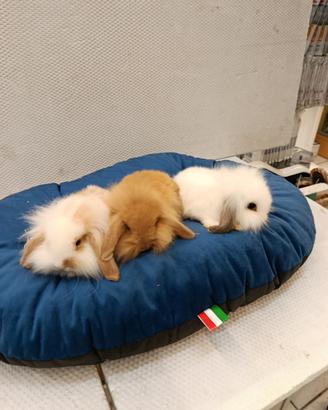 Conigli nani ariete mini lop