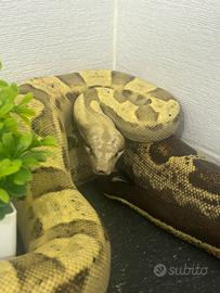 Boa constrictor imperator