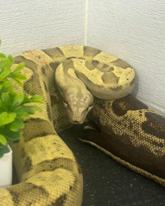 Boa constrictor imperator