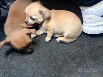 Chihuahua puri