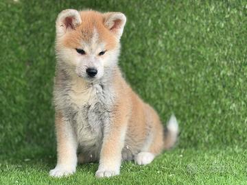 Akita Inu con pedigree enci