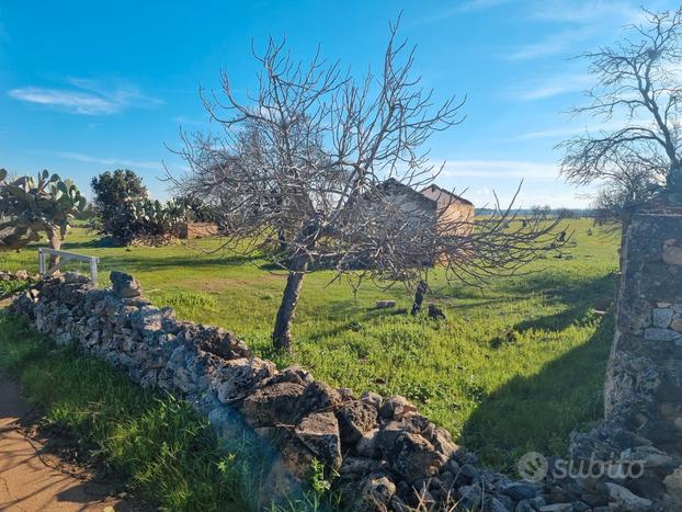 Terreno agricolo in agro di Galatina