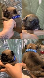 Bulldog Francese