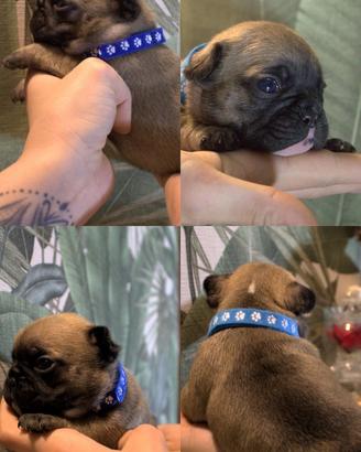Bulldog Francese