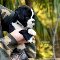 Boxer Cuccioli