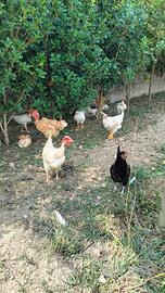 galline e galli giovani