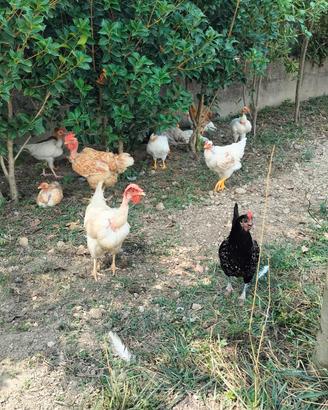galline e galli giovani