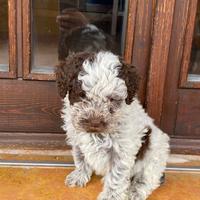 Cuccioli di Lagotto Romagnolo