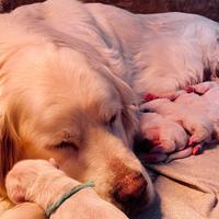 Cuccioli di Golden Retriever