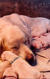 Cuccioli di Golden Retriever