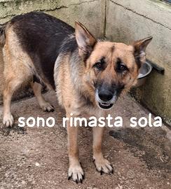 Greta pastore tedesco 6 anni