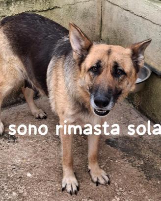 Greta pastore tedesco 6 anni