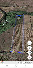 Terreno con vignetto