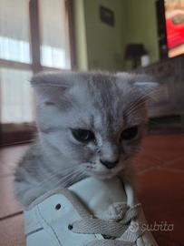 Gattini
