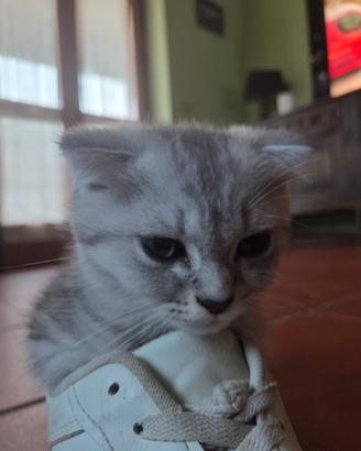 Gattini