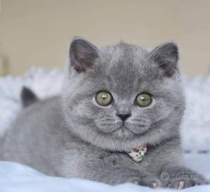 BRITISH SHORTHAIR PUPPY BLU - pag in comode rate
