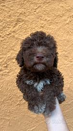 Cuccioli Lagotto romagnolo con pedigree