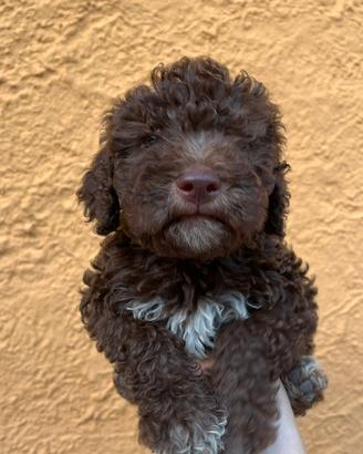 Cuccioli Lagotto romagnolo con pedigree