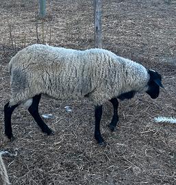 Montone agnello romanov